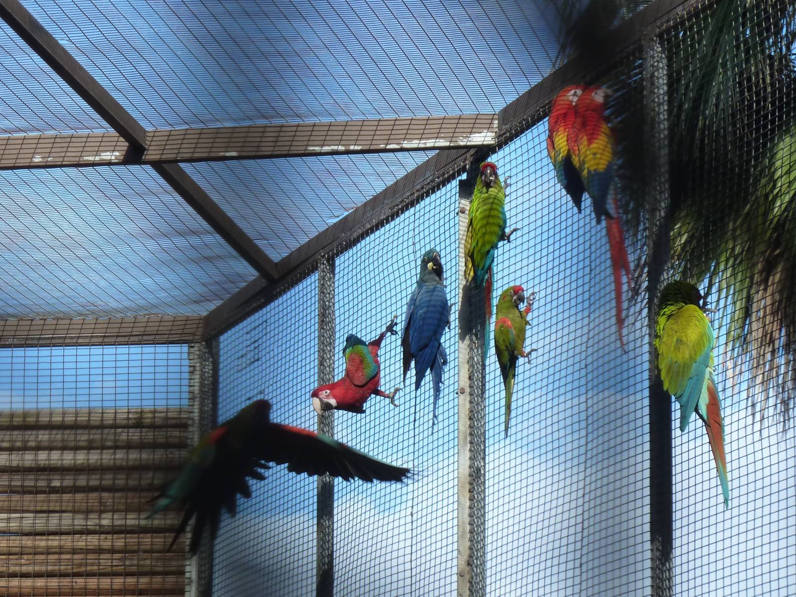 Macaw mix, December 2012