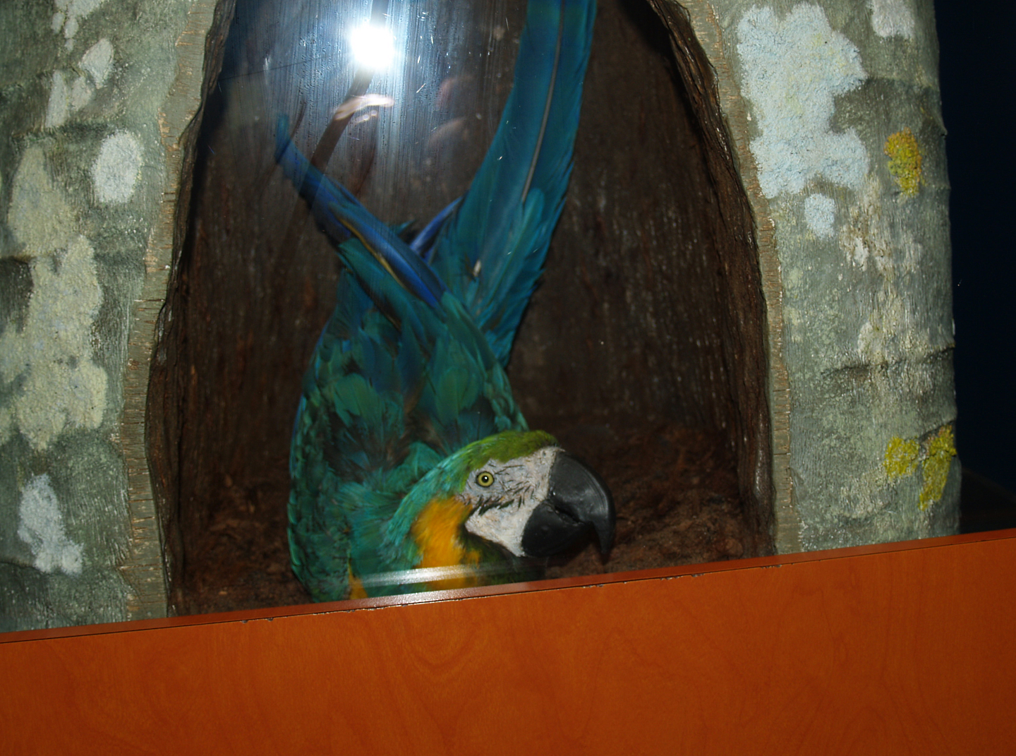 Macaw nest display with taxidermy specimen, 2008-03-01