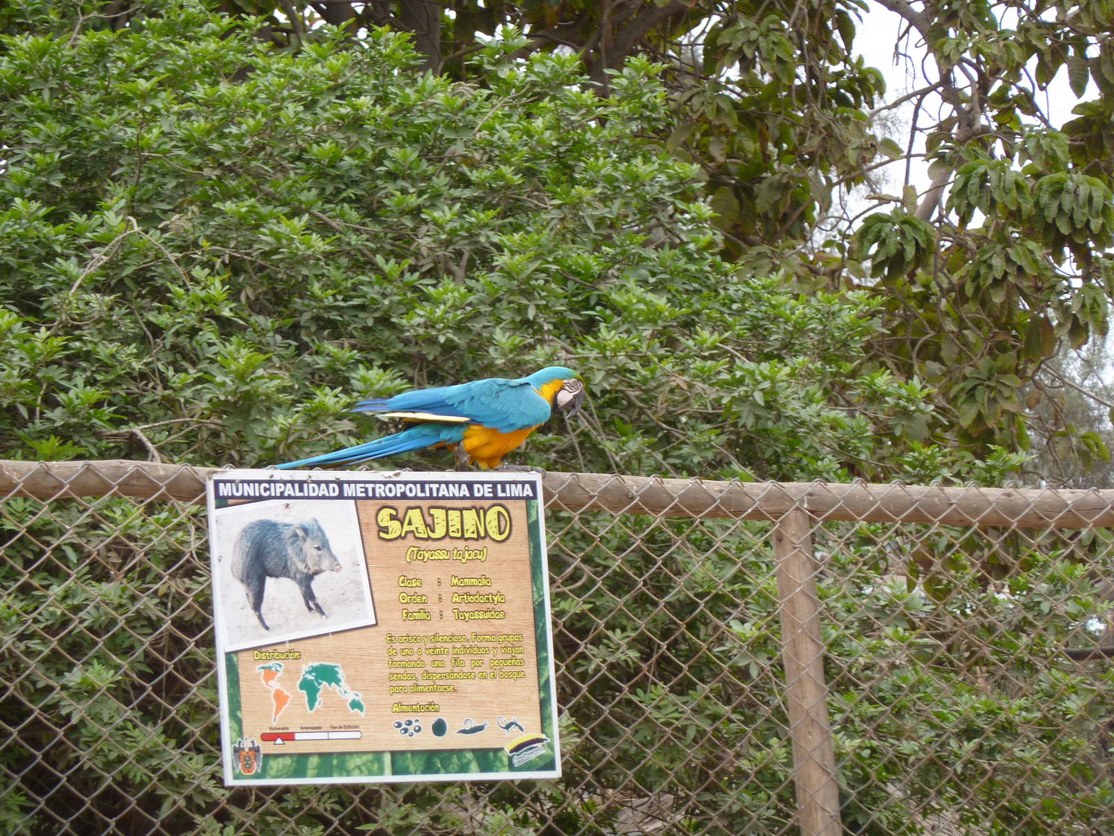 Macaw on peccaries' fence