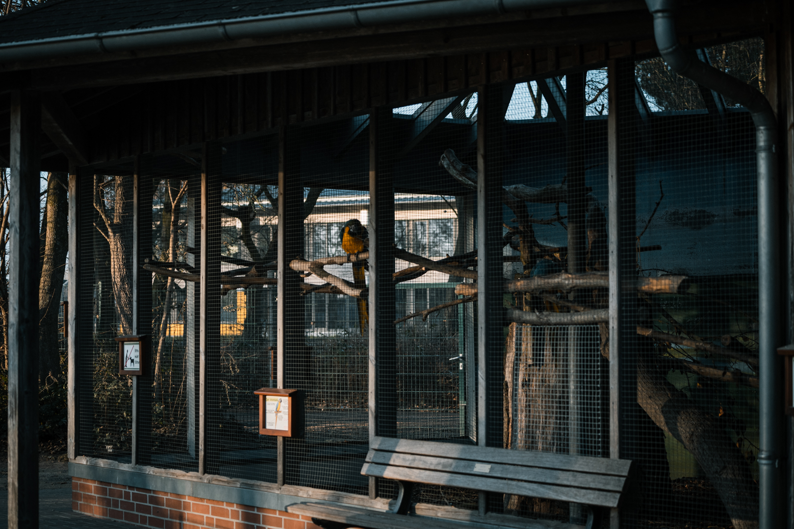 Macaw outdoor enclosure