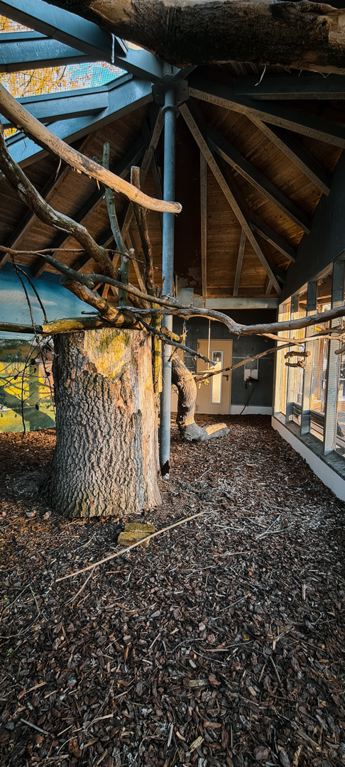 Macaw outdoor enclosure