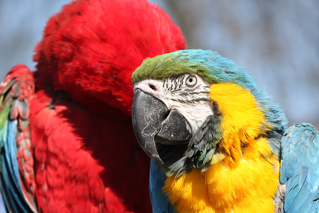 Macaw pair at Welsh Mountain Zoo