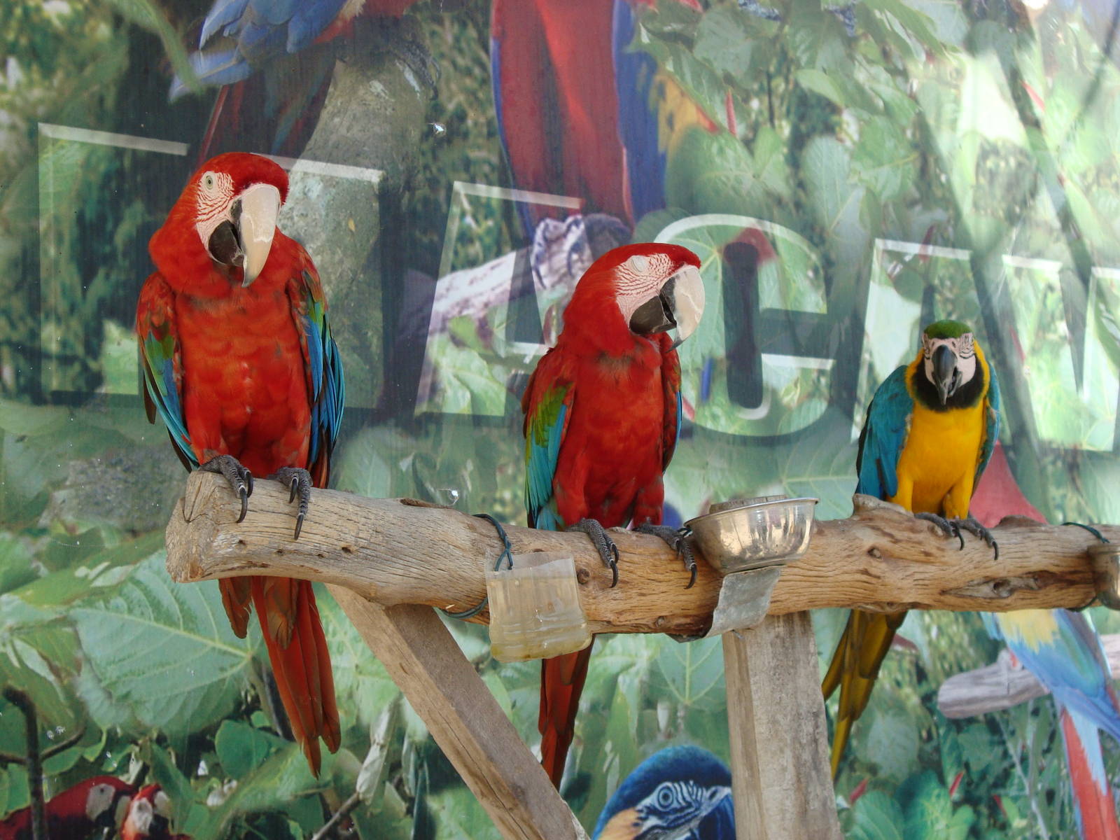 Macaw photo station