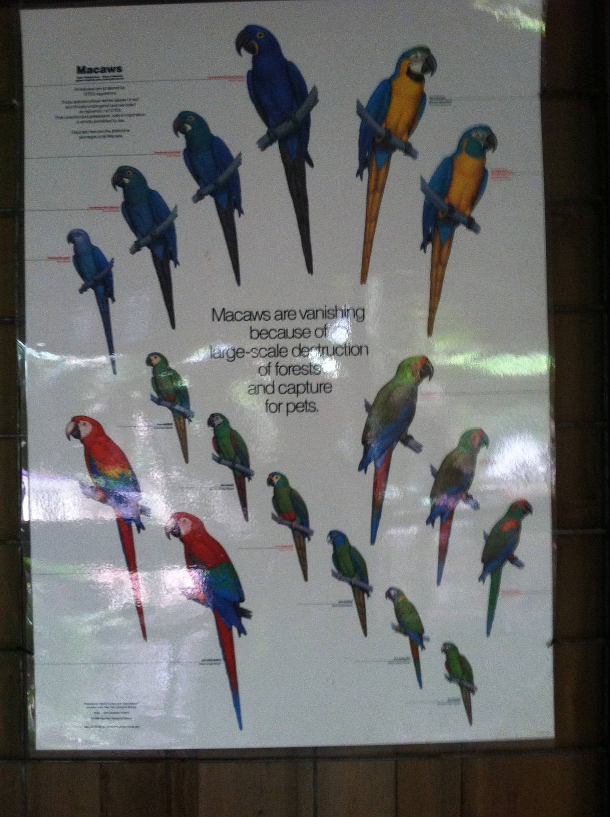 Macaw Poster