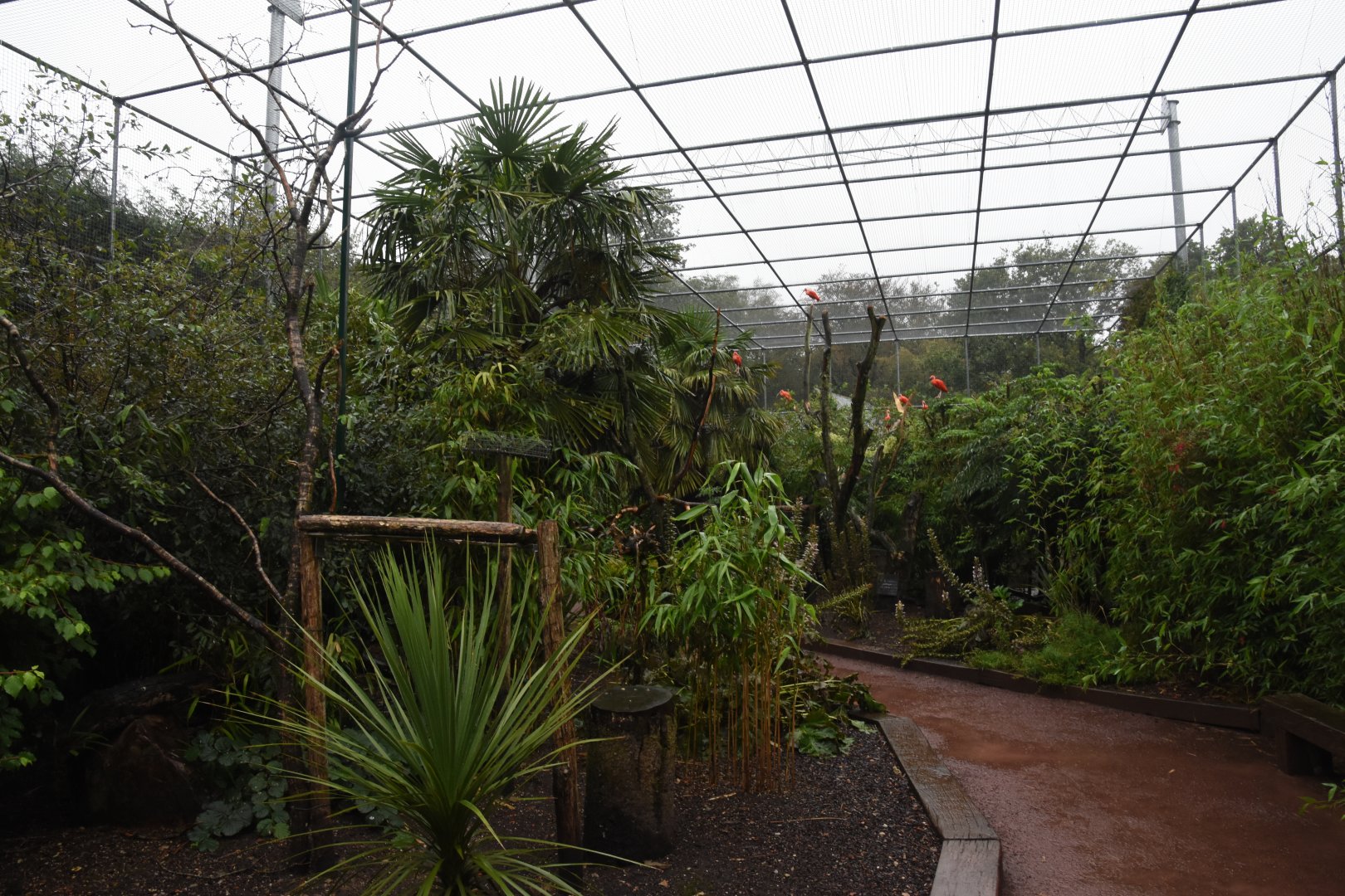 Macaw & Scarlet ibis walkthrough