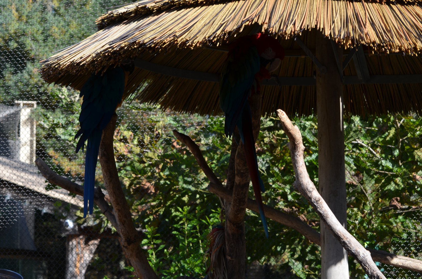 Macaw Shade