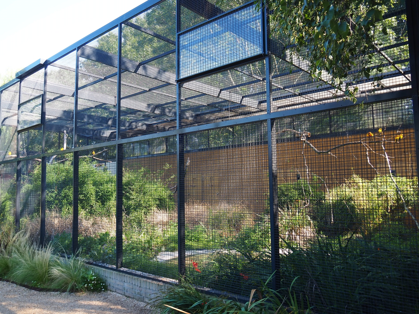 Macaw - Sun conure aviary (Sep 2nd, 2018)