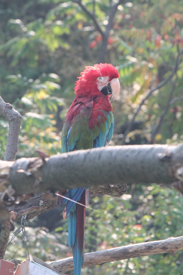 macaw - temple ruins