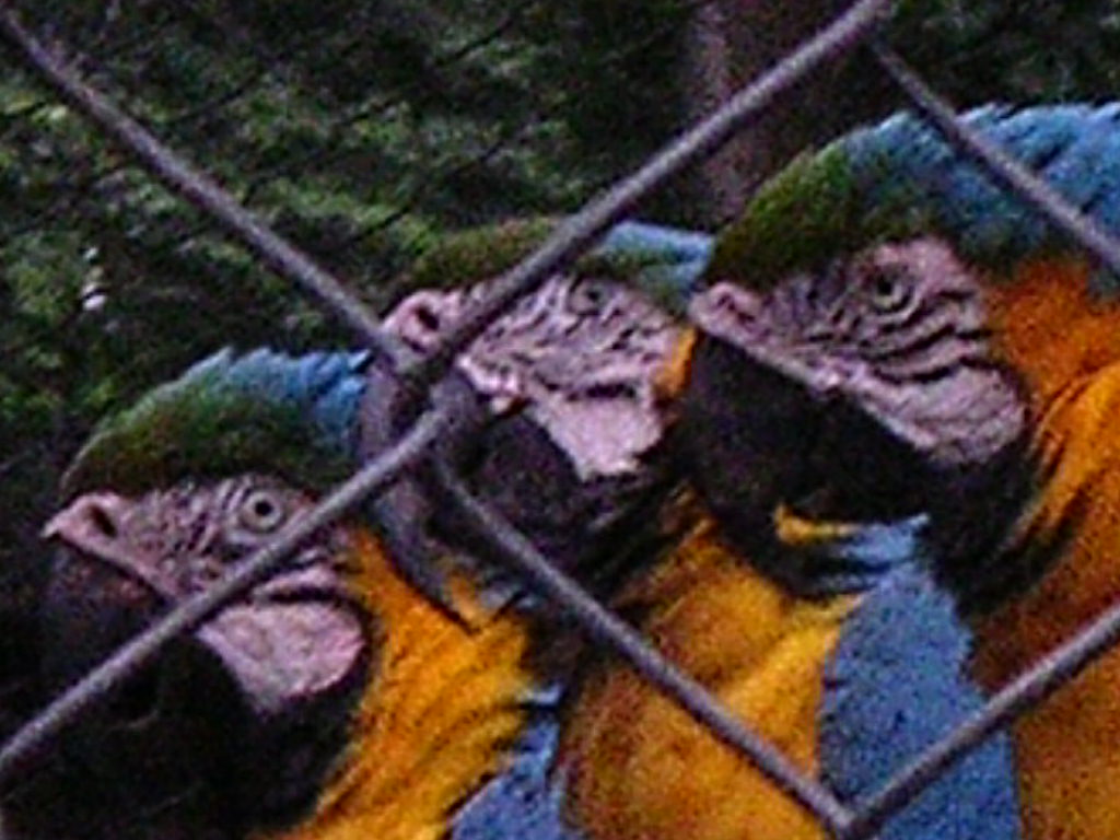 Macaw trio in cage