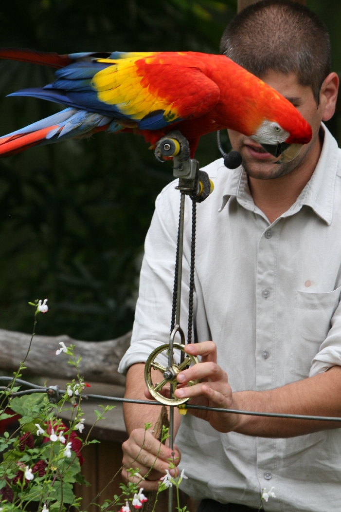 Macaw Unicycle