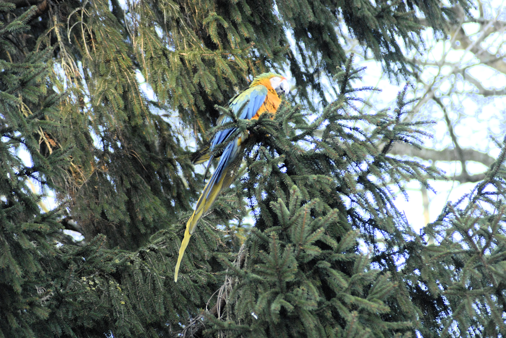 Macaw up a tree! - Birdland 2025