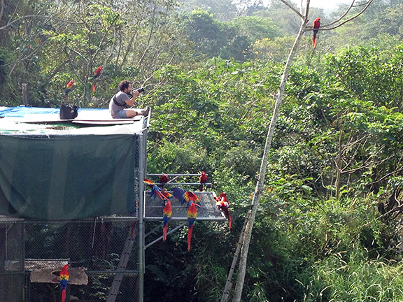 Macaw watching