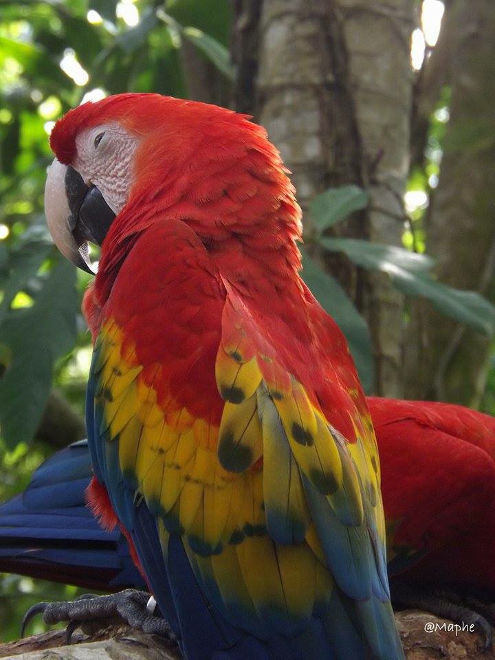 Macaw watching