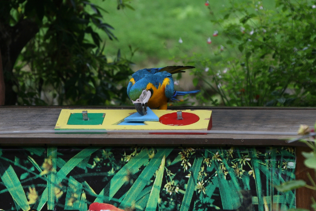 Macaw with Shape Sorter