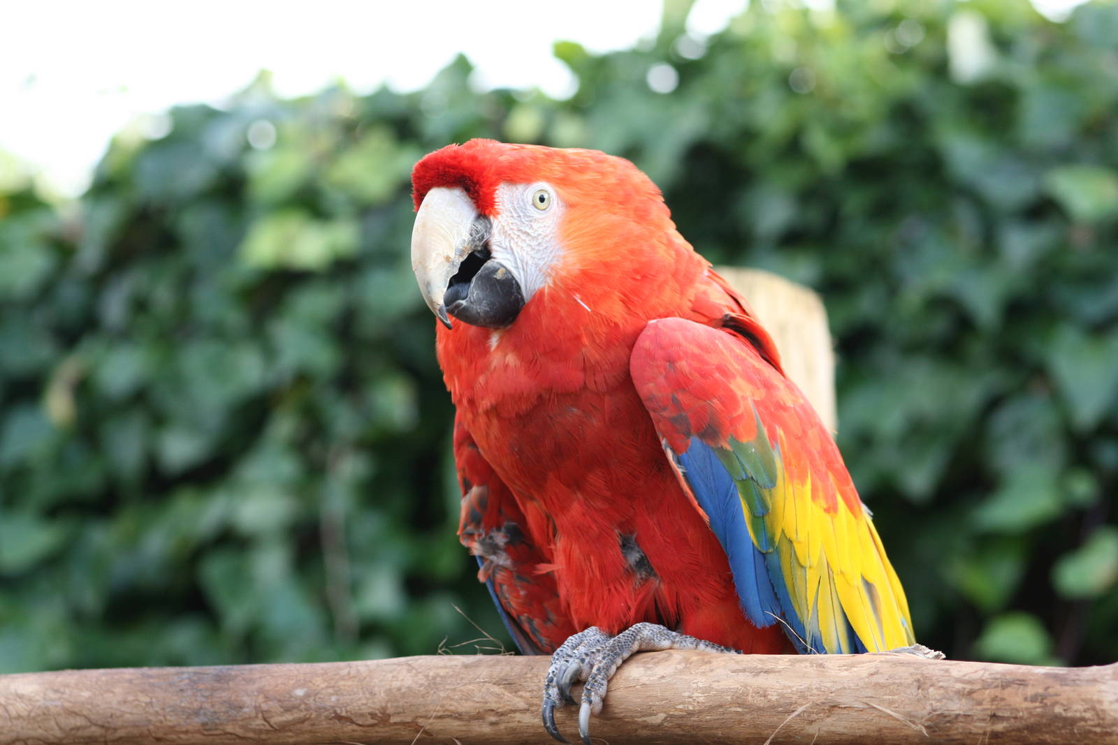 Macaw