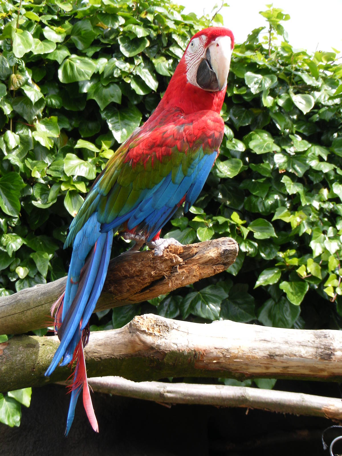 Macaw