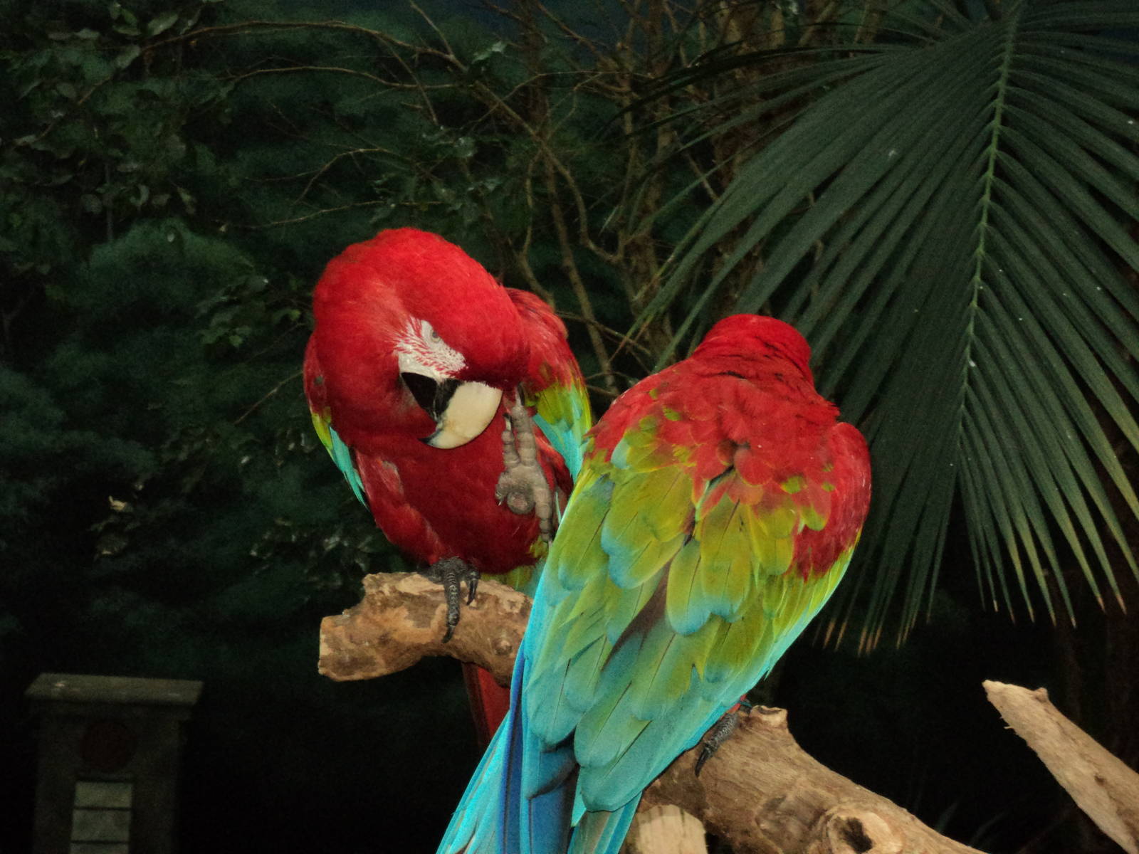 Macaw