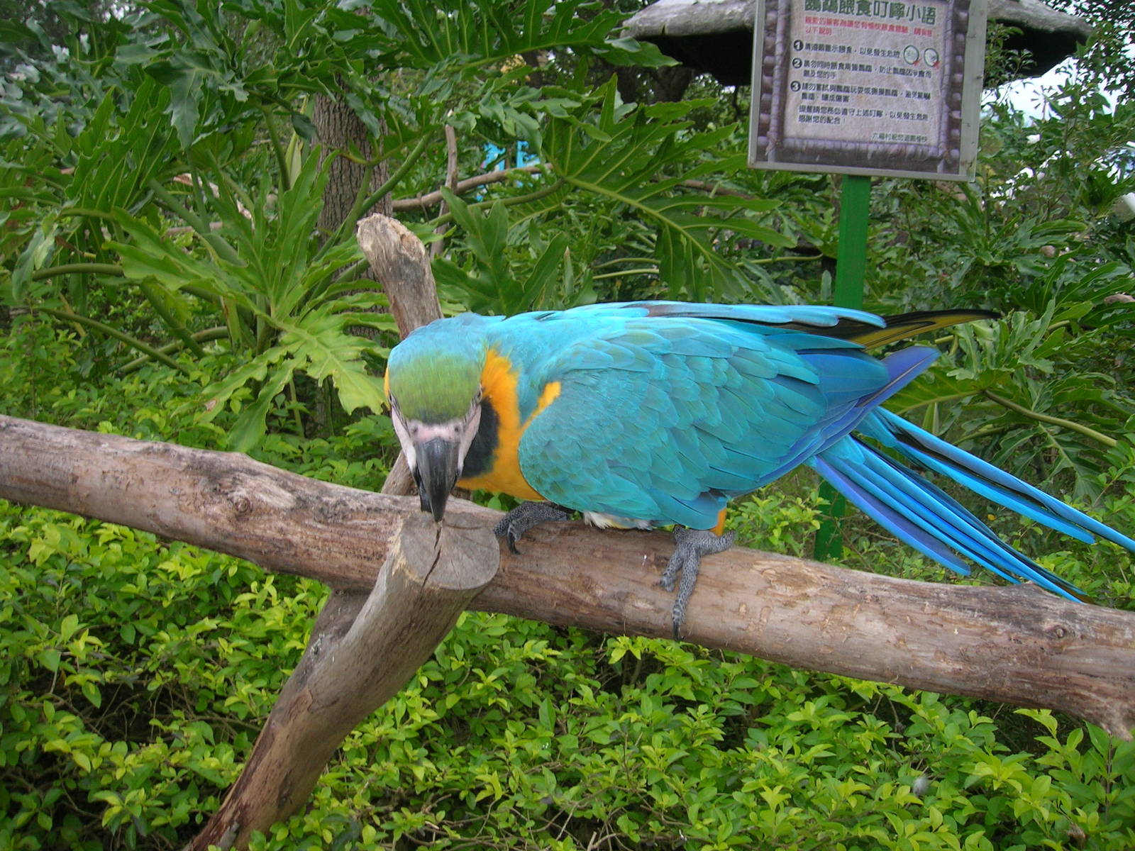 Macaw