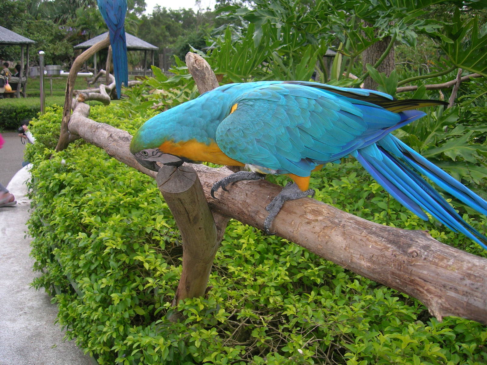 Macaw