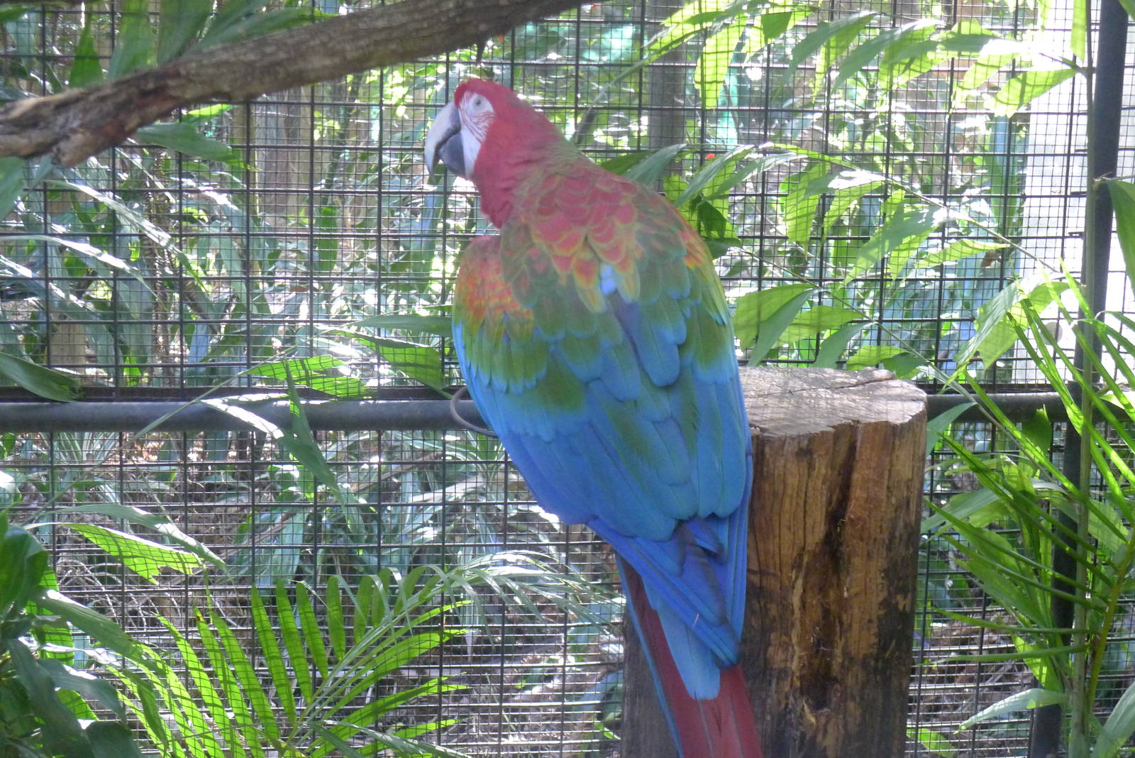 Macaw