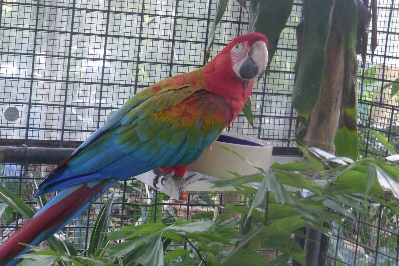 Macaw