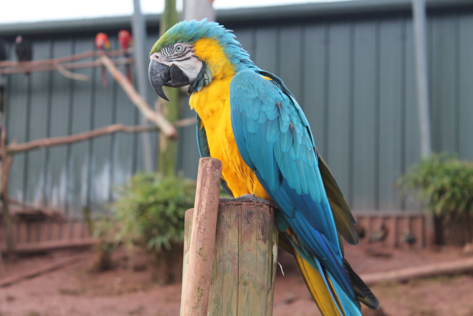 Macaw