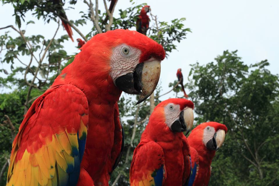 Macaw