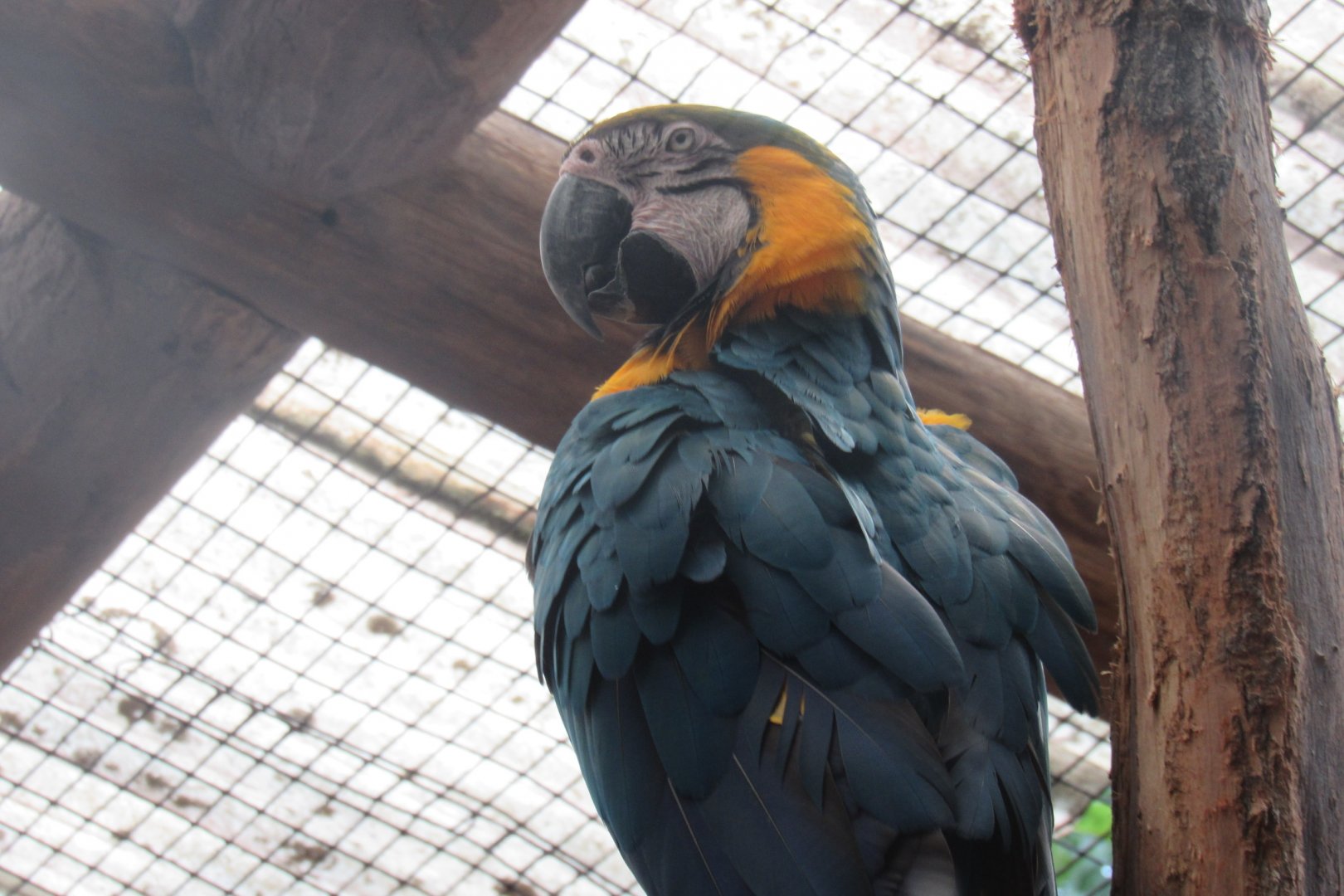 macaw