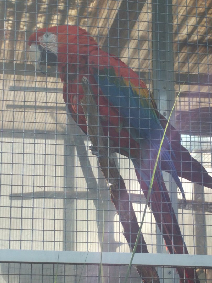 Macaw