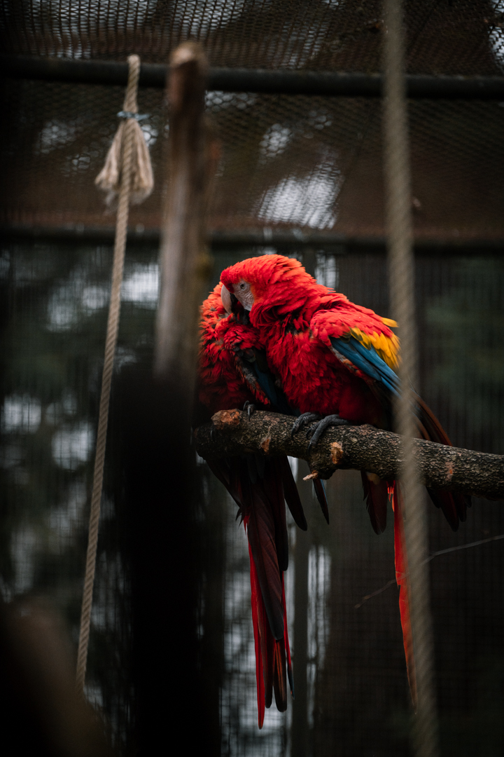 Macaw