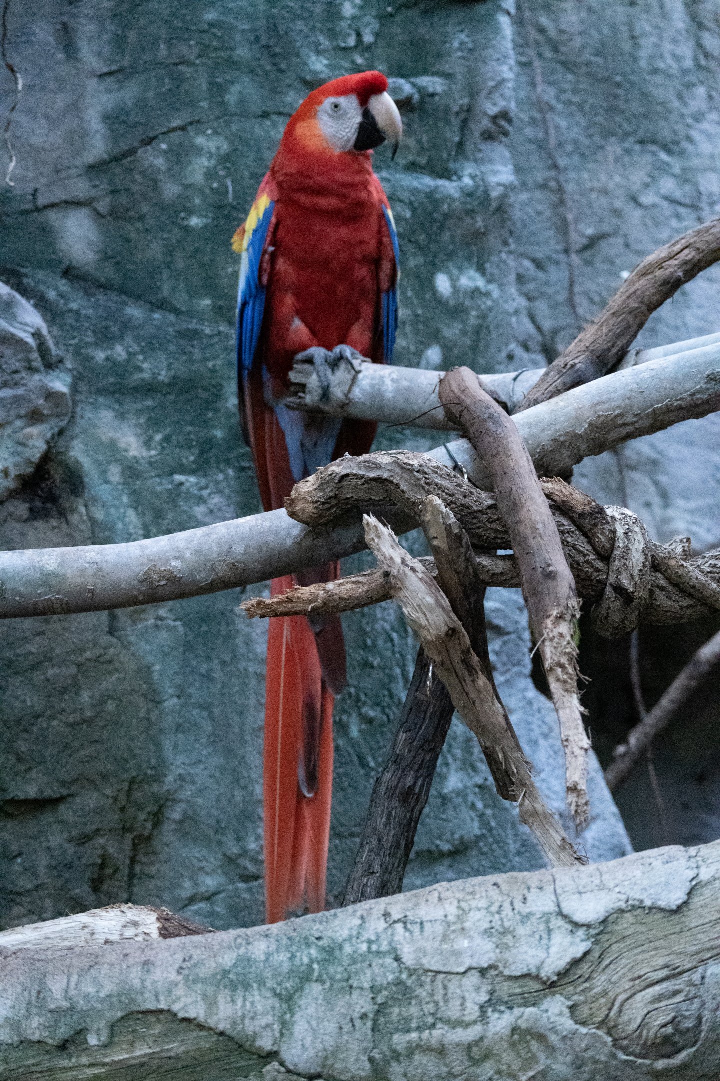 Macaw
