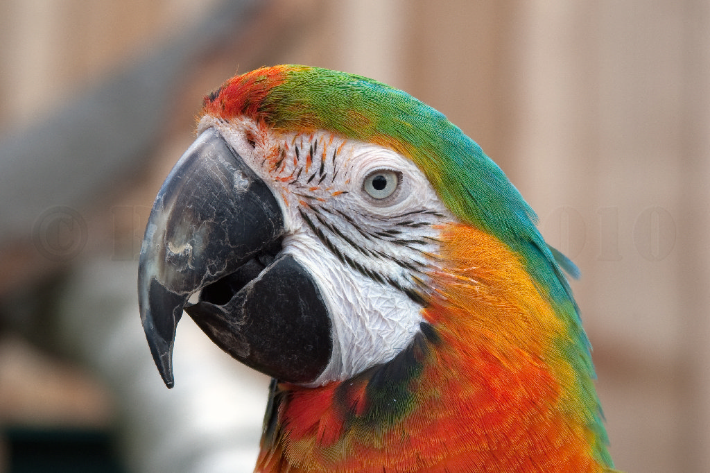 Macaw