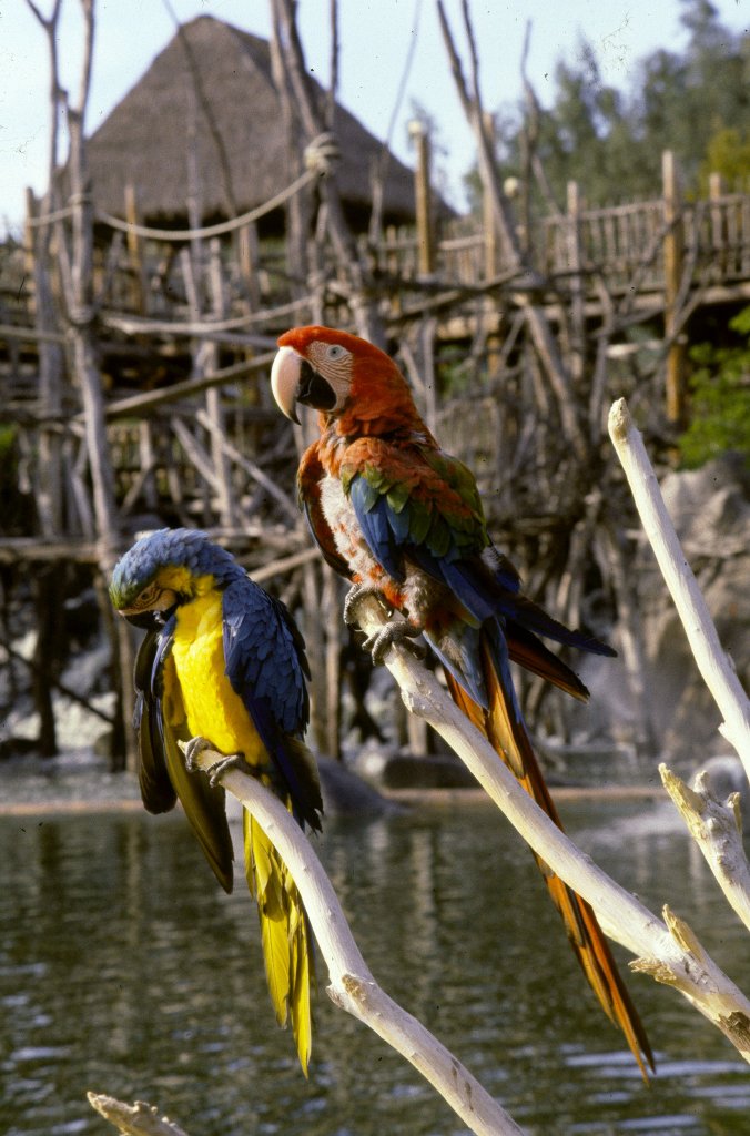 Macaws - 1981