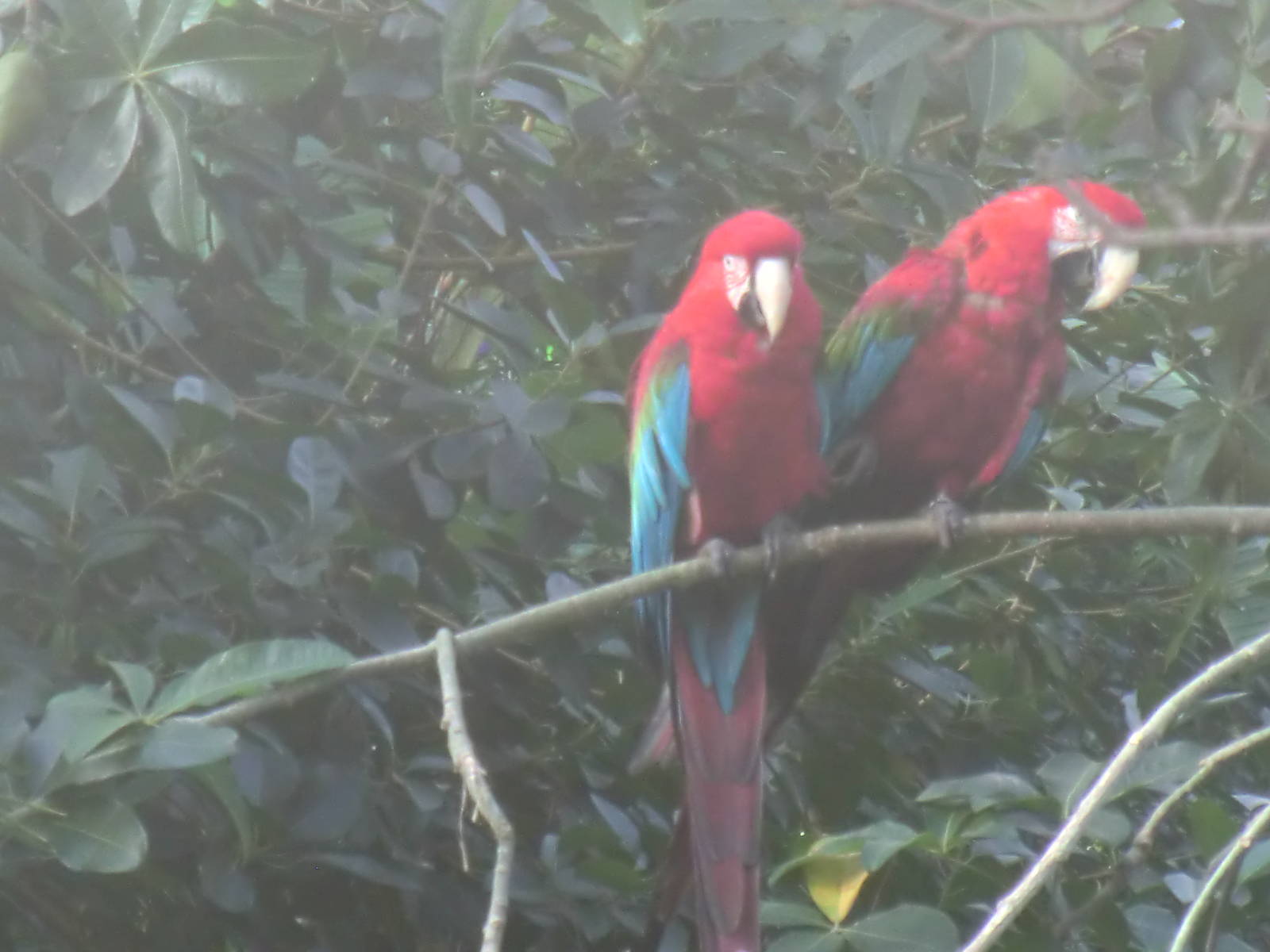 Macaws, 24-10-2010