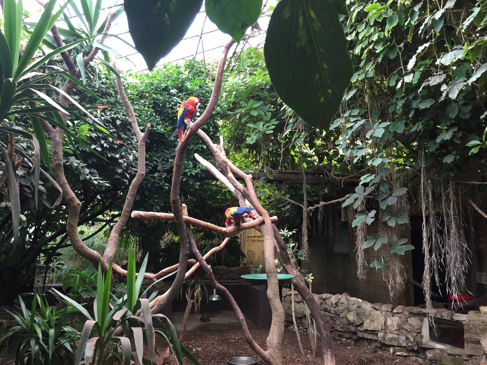 Macaws - 30/08/15