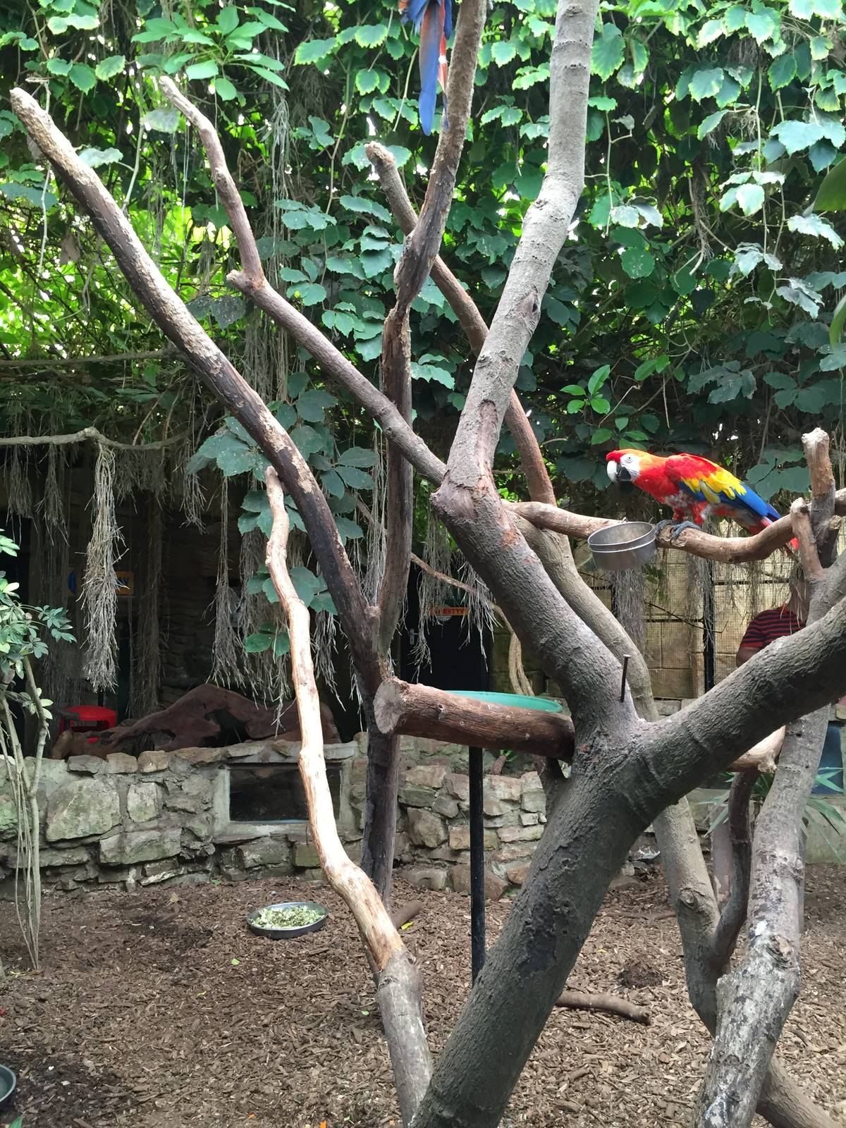 Macaws - 30/08/15