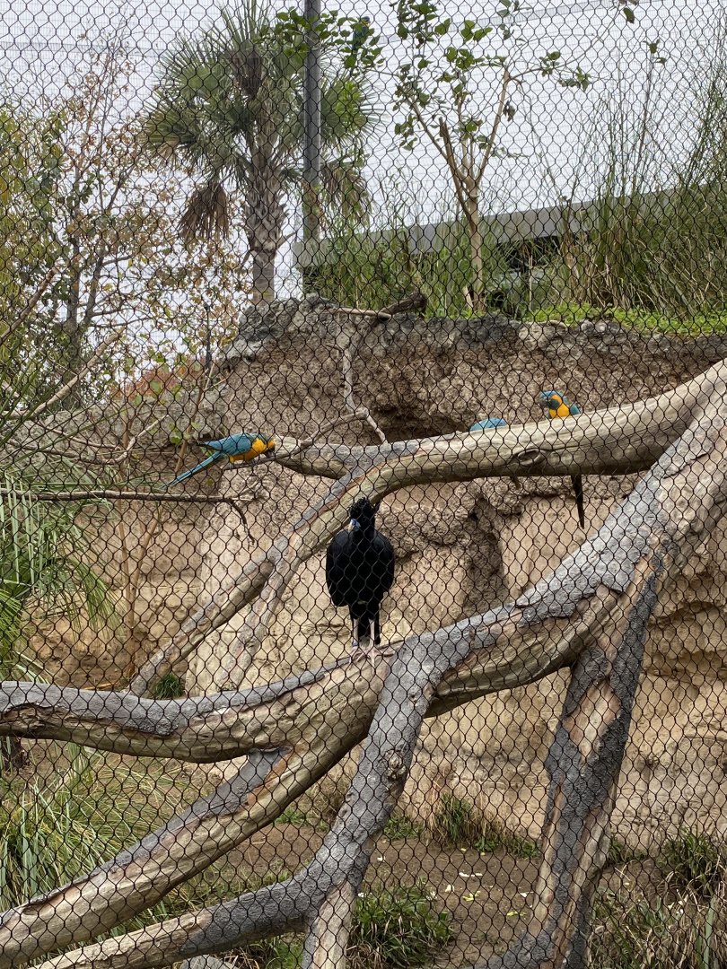 Macaws and Curassow