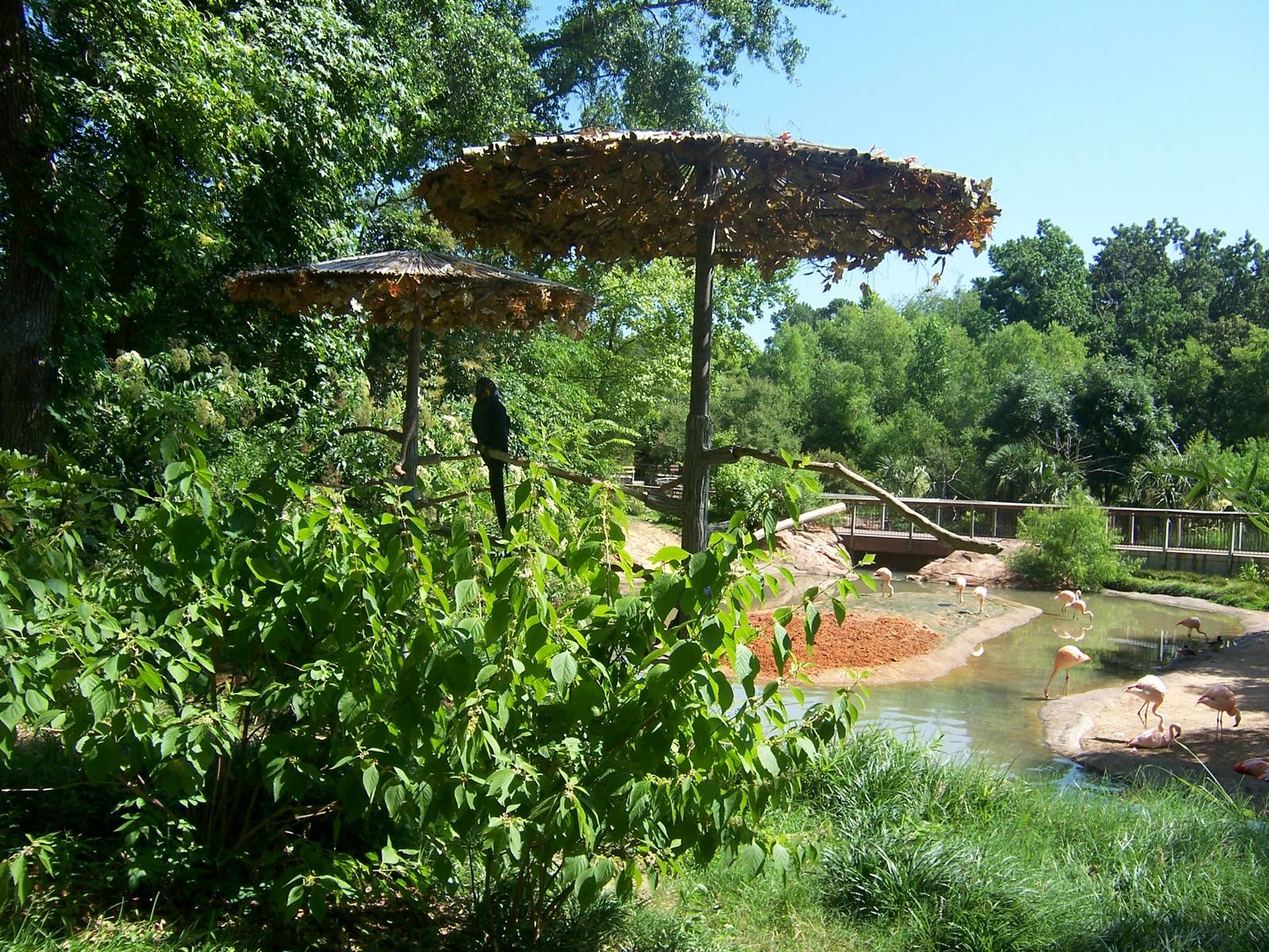 Macaws and Flamingos