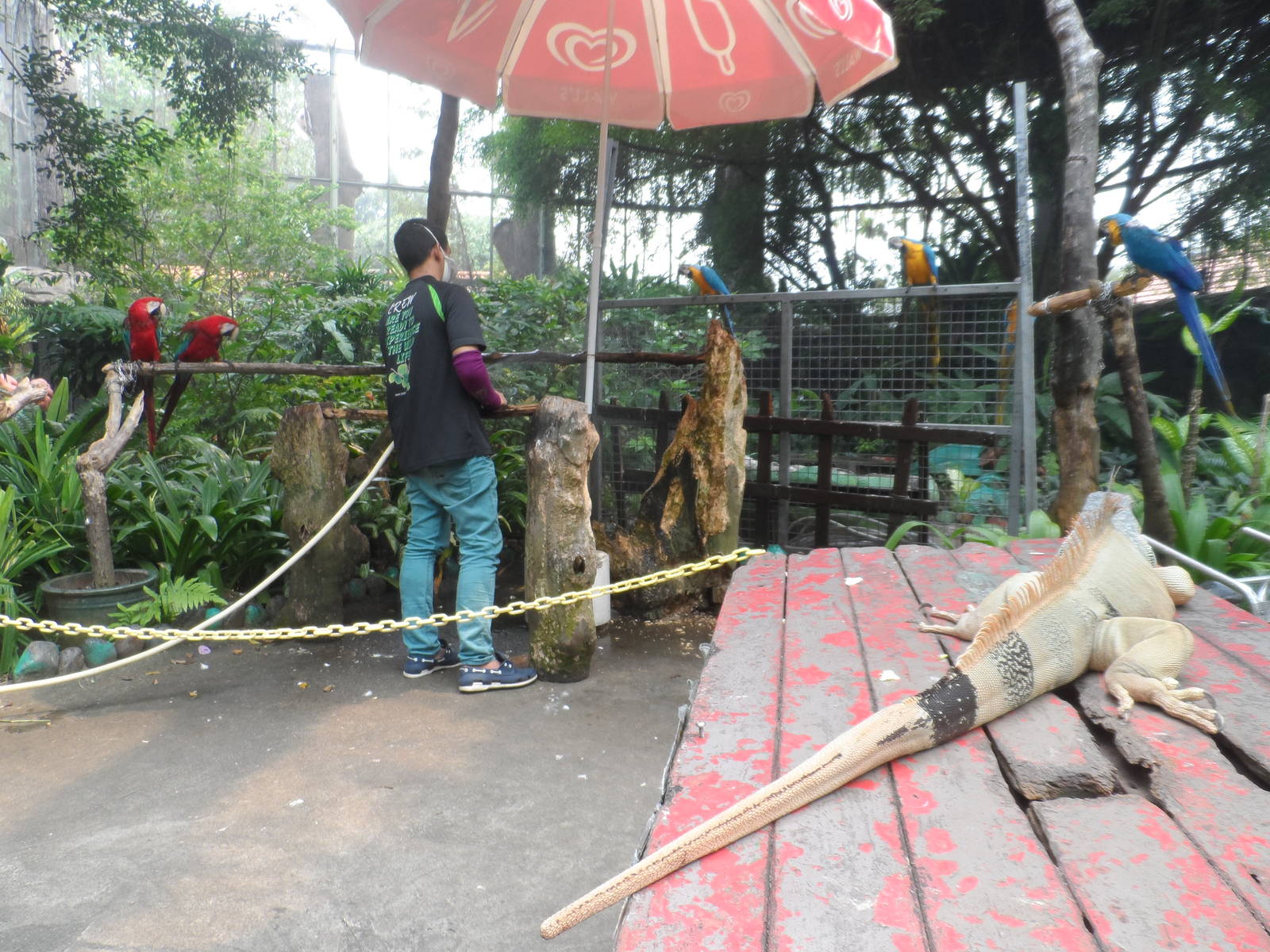 Macaws and Iguana, Butterfly Walk-through