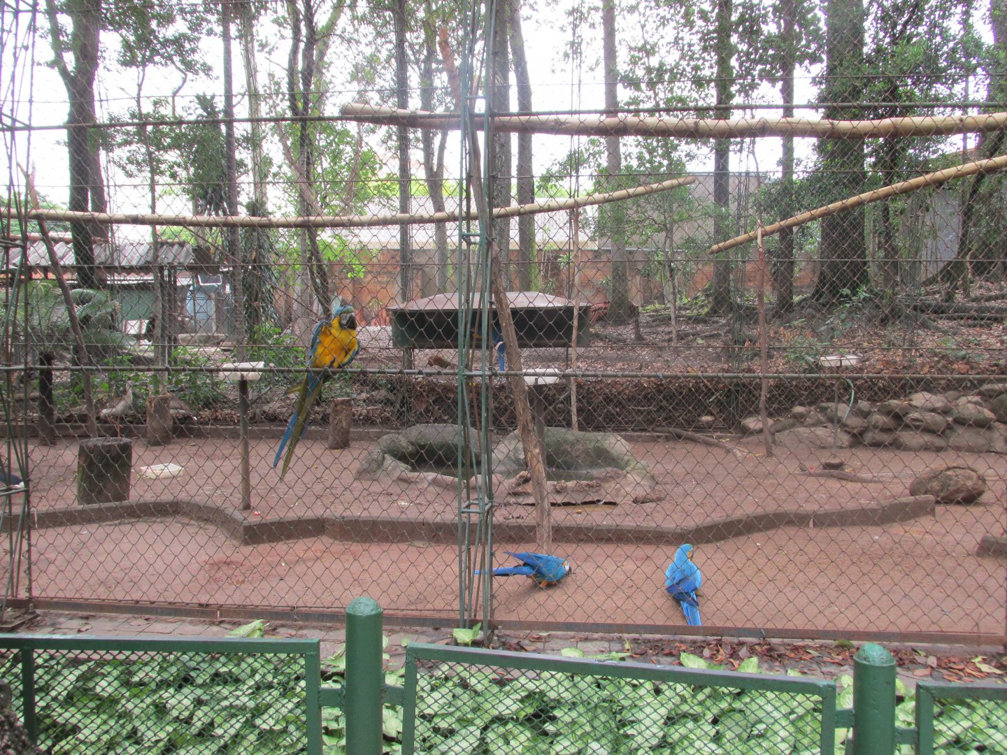 macaws and seriema in flight cage