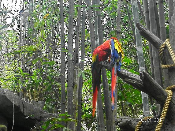 Macaws-Animal Kingdom