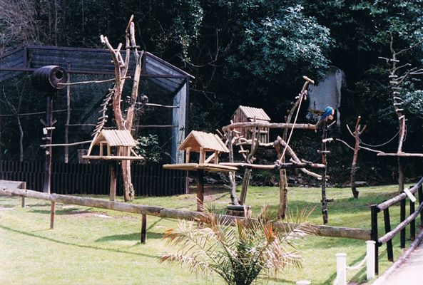 Macaws at Combe Martin 1996