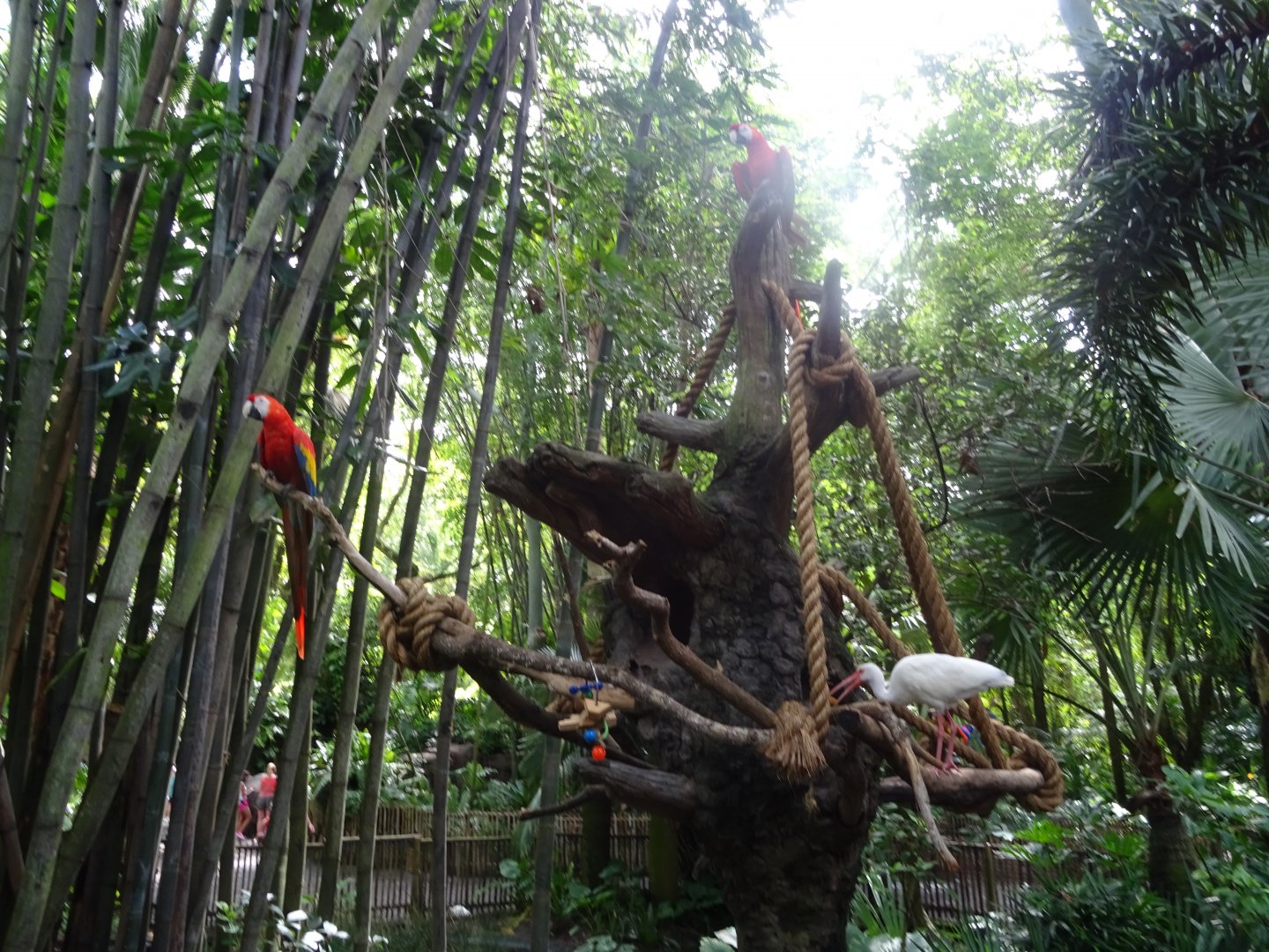 Macaws at Disney's Animal Kingdom (2014)
