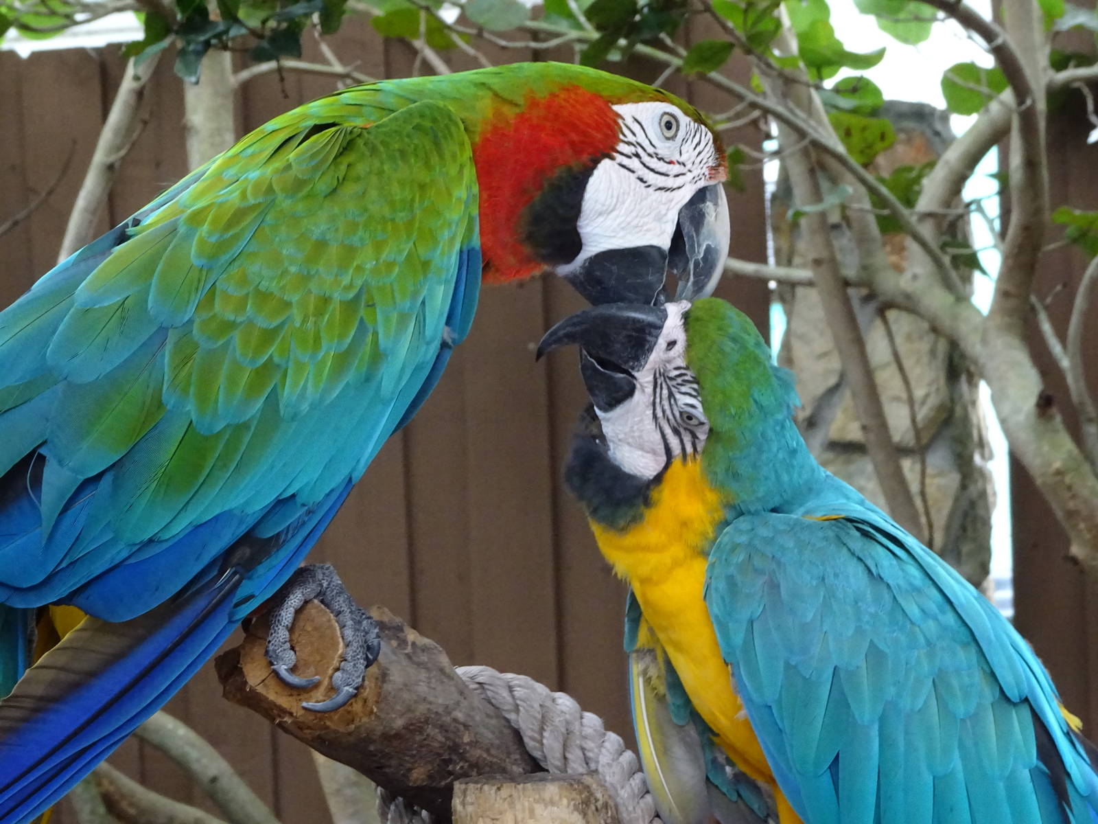 Macaws at Gatorland