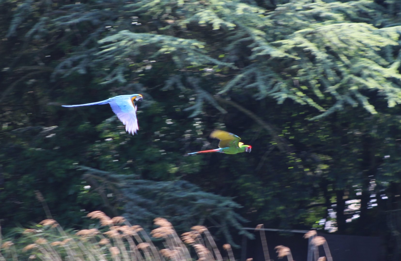 Macaws at the Bird-show