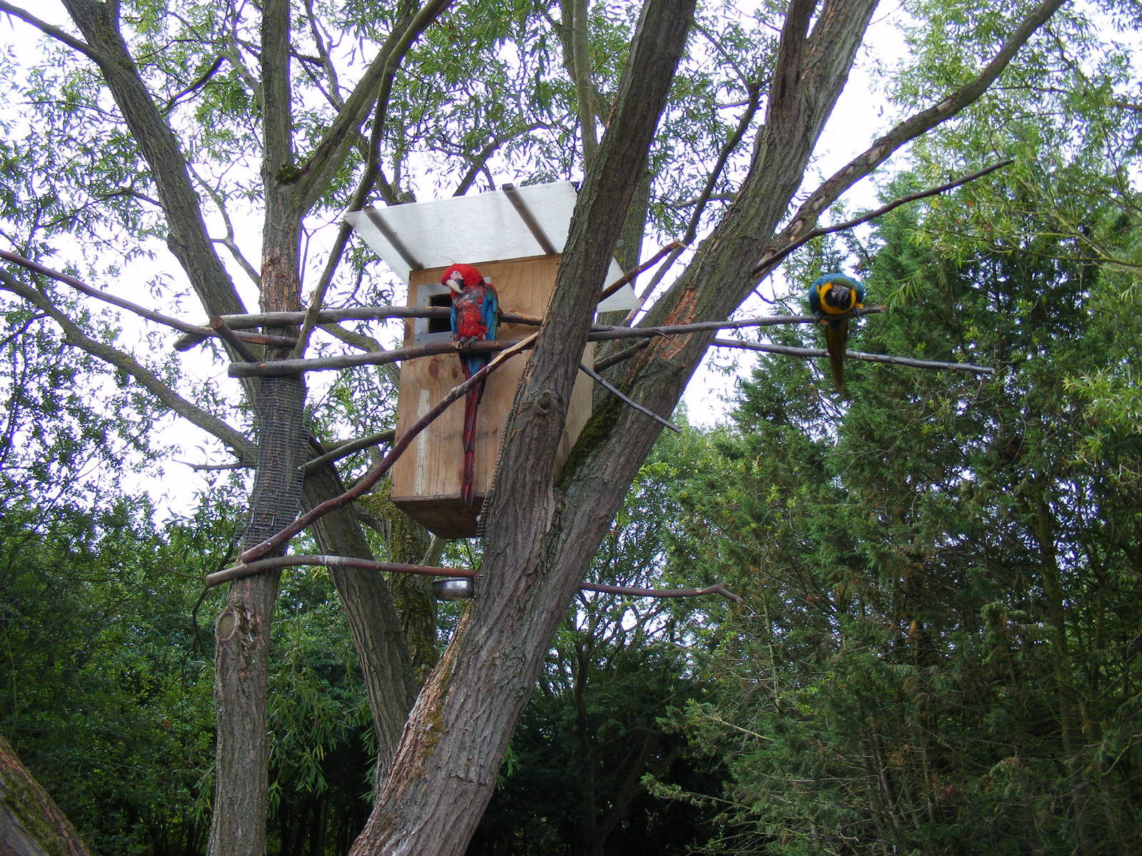 Macaws at Wingham Wildlife Park, 15 August 2010