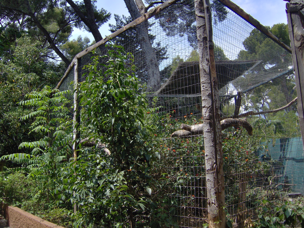 Macaws Aviary 2007