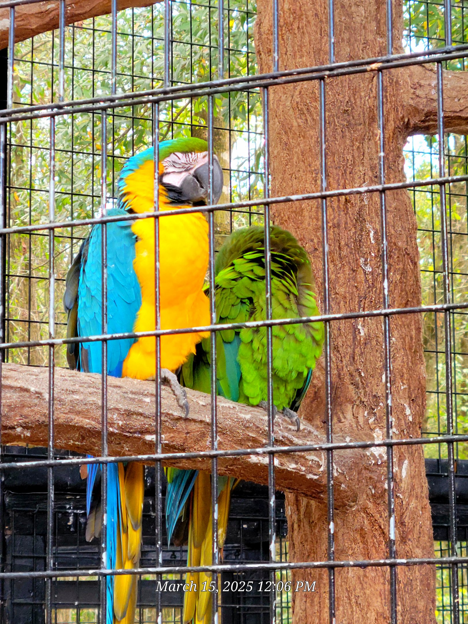 Macaws - Bee City Zoo - March 2025