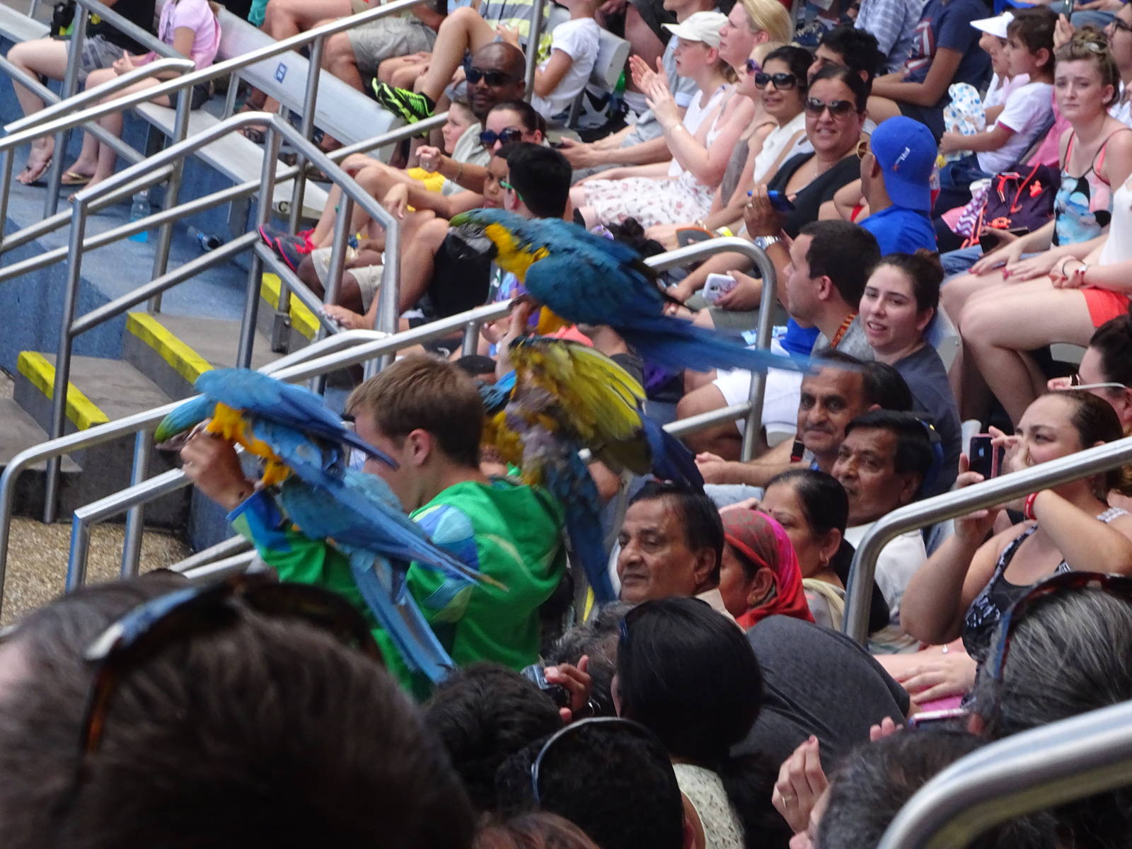 Macaws During Blue Horizons at SeaWorld Orlando