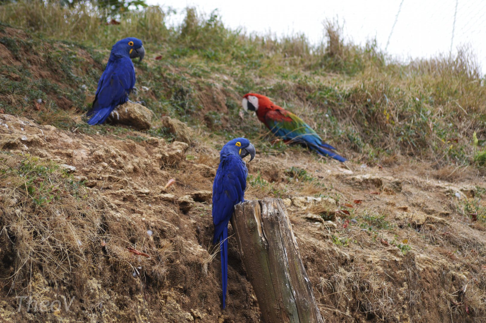 Macaws - Grande volière sud-américaine [2020]